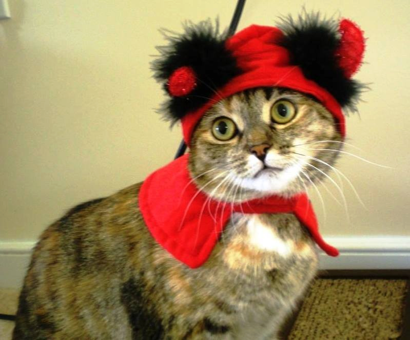 Cat wearing a playful red costume
